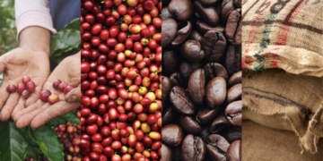 Global Coffee Market Records Significant Price Crash 2 Global Coffee Market Records Significant Price Crash