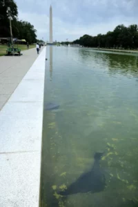 Lincoln Memorial Reflecting Pool 062026 13d9f67671a040c9b08c67eae8e85199