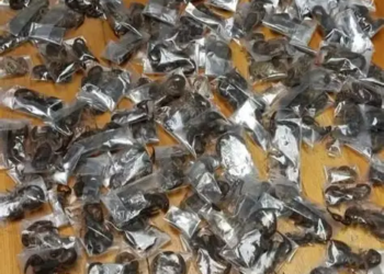 South African Authorities Arrest Man With 150 Live Scorpions At Cape Town Airport