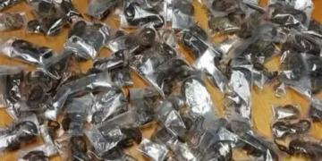 South African Authorities Arrest Man With 150 Live Scorpions At Cape Town Airport