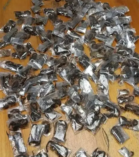 South African Authorities Arrest Man With 150 Live Scorpions At Cape Town Airport 1 Scorpion