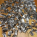 South African Authorities Arrest Man With 150 Live Scorpions At Cape Town Airport 4 South African Authorities Arrest Man With 150 Live Scorpions At Cape Town Airport