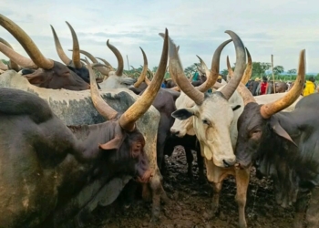 Open Grazing: Residents Protest As Stray Cow Injures 6 In A/Ibom