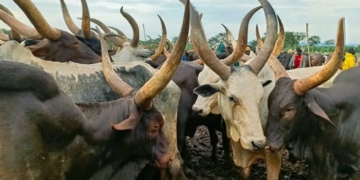 Open Grazing: Residents Protest As Stray Cow Injures 6 In A/Ibom 2 Open Grazing: Residents Protest As Stray Cow Injures 6 In A/Ibom