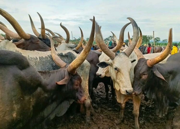 Open Grazing: Residents Protest As Stray Cow Injures 6 In A/Ibom 1 Stray Cow