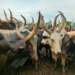 Open Grazing: Residents Protest As Stray Cow Injures 6 In A/Ibom