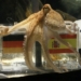 AI Replaces Paul The Octopus For 2026 World Cup Tips 5 AI Replaces Paul The Octopus For 2026 World Cup Tips