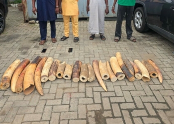 Customs Foils Illegal Wildlife Trade, Recovers N126m Elephant Tusks