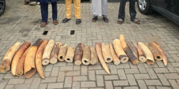 Customs Foils Illegal Wildlife Trade, Recovers N126m Elephant Tusks 2 Customs Foils Illegal Wildlife Trade, Recovers N126m Elephant Tusks