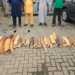 Customs Foils Illegal Wildlife Trade, Recovers N126m Elephant Tusks 4 Customs Foils Illegal Wildlife Trade, Recovers N126m Elephant Tusks