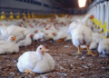 FG Tightens Poultry Import Oversight To Address Supply Gaps