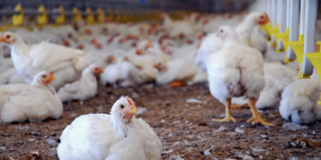 FG Tightens Poultry Import Oversight To Address Supply Gaps 2 FG Tightens Poultry Import Oversight To Address Supply Gaps