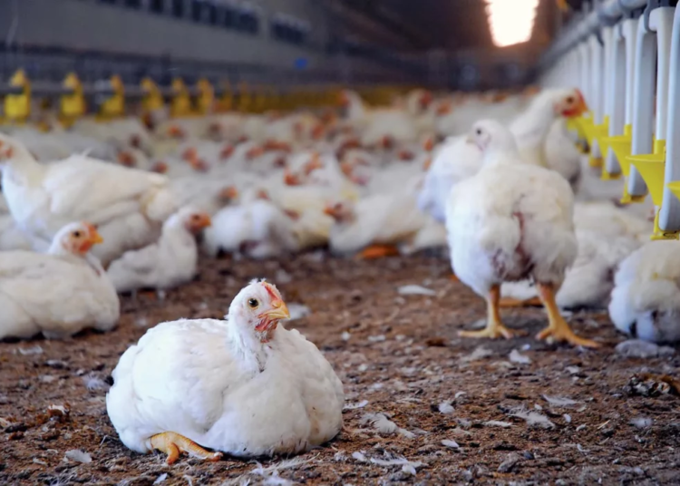 FG Tightens Poultry Import Oversight To Address Supply Gaps 1 chickens poultry farm