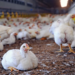 FG Tightens Poultry Import Oversight To Address Supply Gaps