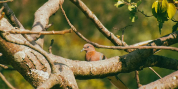Initiative To Showcase Nigeria’s Biodiversity, Natural Heritage Through Photography 2 Initiative To Showcase Nigeria’s Biodiversity, Natural Heritage Through Photography