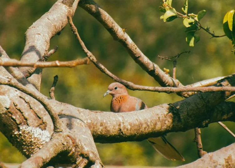 Initiative To Showcase Nigeria’s Biodiversity, Natural Heritage Through Photography 1 image 918