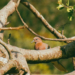 Initiative To Showcase Nigeria’s Biodiversity, Natural Heritage Through Photography 4 Initiative To Showcase Nigeria’s Biodiversity, Natural Heritage Through Photography