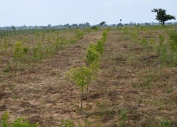 Gombe Restores 1,000 Hectares Of Degraded Land Through ACReSAL Project