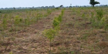 Gombe Restores 1,000 Hectares Of Degraded Land Through ACReSAL Project