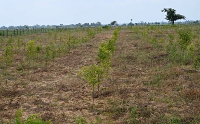 Gombe Restores 1,000 Hectares Of Degraded Land Through ACReSAL Project 1 images 2026 06 05T220539.612