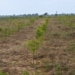 Gombe Restores 1,000 Hectares Of Degraded Land Through ACReSAL Project