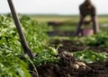 Organic Agriculture Key To Climate Resilience — FG