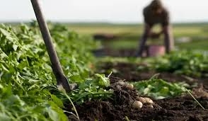 Organic Agriculture Key To Climate Resilience -- FG 2 Organic Agriculture Key To Climate Resilience — FG