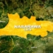 40 Years After, New Aren Eggon Gets Staff Of Office In Nasarawa 5 40 Years After, New Aren Eggon Gets Staff Of Office In Nasarawa