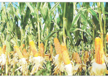 Here’s How To Explore Nigeria’s Lucrative Maize Value Chain