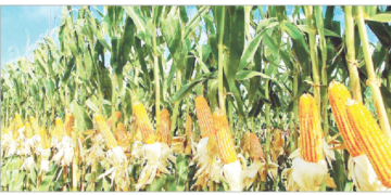 Here’s How To Explore Nigeria’s Lucrative Maize Value Chain 2 Here’s How To Explore Nigeria’s Lucrative Maize Value Chain