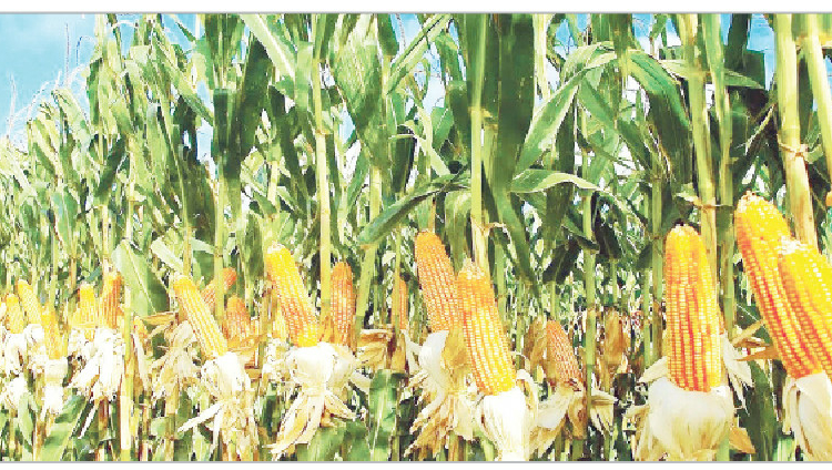 Here’s How To Explore Nigeria’s Lucrative Maize Value Chain 1 maize farm