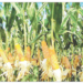 Here’s How To Explore Nigeria’s Lucrative Maize Value Chain 5 Here’s How To Explore Nigeria’s Lucrative Maize Value Chain