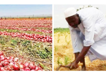 We Pay Bandits Before We Till The Land – Sokoto Farmers