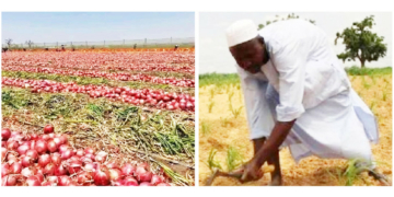 We Pay Bandits Before We Till The Land – Sokoto Farmers