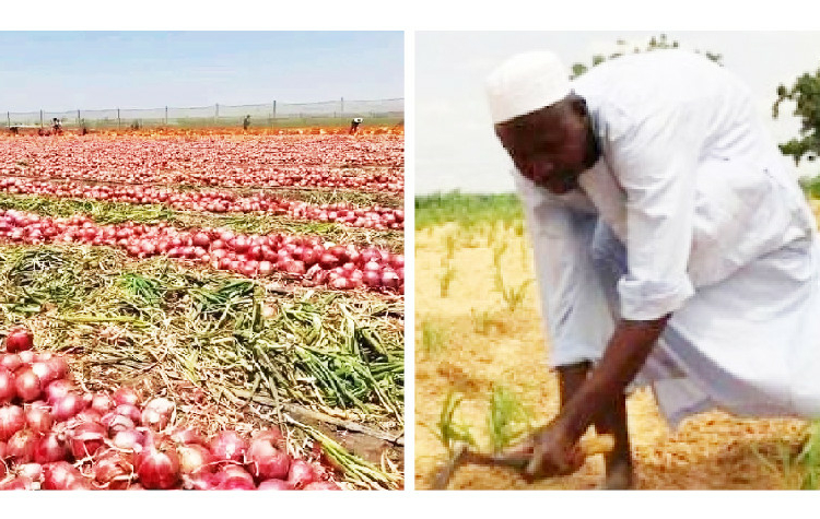 onion farmer