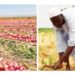 We Pay Bandits Before We Till The Land – Sokoto Farmers 6 We Pay Bandits Before We Till The Land – Sokoto Farmers