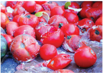 Rotten Tomatoes, Last Resort For Hungry Nigerians