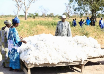 Senegalese Factory Proves Africa Can Spin Its Own Cotton