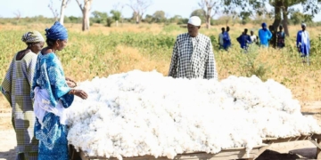 Senegalese Factory Proves Africa Can Spin Its Own Cotton