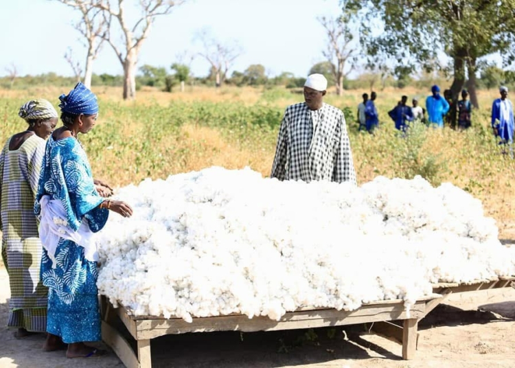 Senegalese Factory Proves Africa Can Spin Its Own Cotton 1 1