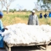 Senegalese Factory Proves Africa Can Spin Its Own Cotton