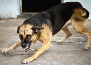 Rabies Outbreak Claims 2 Lives In FCT, Govt Begins Vaccination Drive