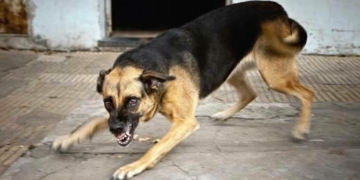Rabies Outbreak Claims 2 Lives In FCT, Govt Begins Vaccination Drive