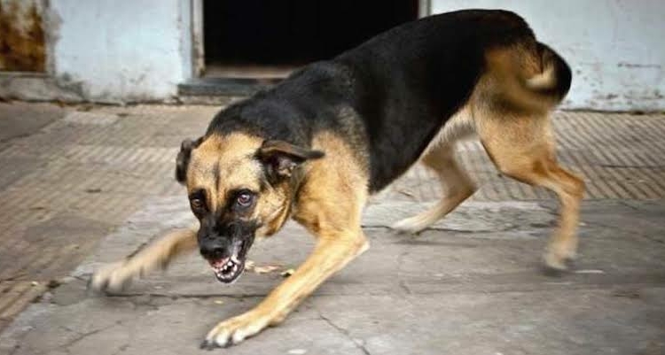 Rabies Outbreak Claims 2 Lives In FCT, Govt Begins Vaccination Drive 1 Dog