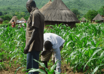 Farmers Receive Training, 1,000 Agro-Inputs In Bauchi