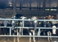 FG Targets Higher Local Milk Output With Nationwide Dairy Expansion