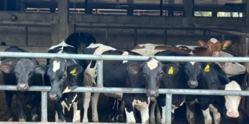 FG Targets Higher Local Milk Output With Nationwide Dairy Expansion 2 FG Targets Higher Local Milk Output With Nationwide Dairy Expansion