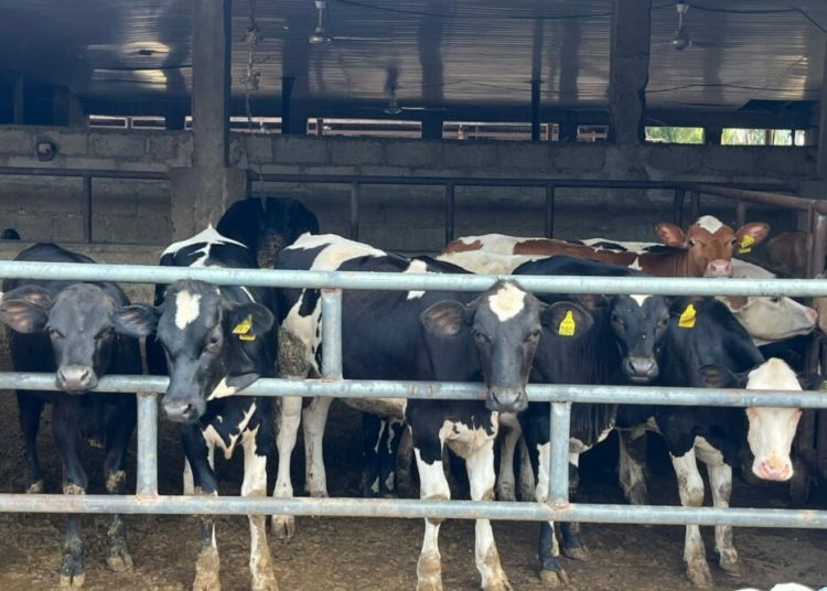 FG Targets Higher Local Milk Output With Nationwide Dairy Expansion 1 IMG 20260706 WA0003 1