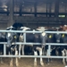 FG Targets Higher Local Milk Output With Nationwide Dairy Expansion