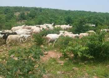 Troops Rescue Kidnap Victim, Recover 126 Livestock In Katsina